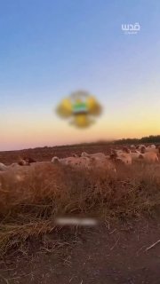 חיילת בצבא הכיבוש מפרסמת קליפ מתוך שטח סוריה, בליווי חיילות נוספות, הכולל לעג ועלבונות נגד הצבא הסורי והסור…