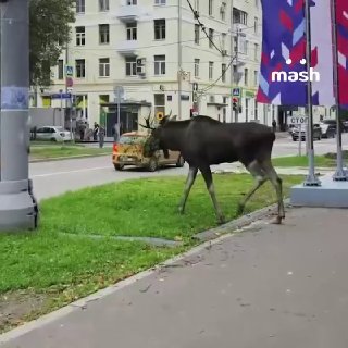 Водители Москвы и области, внимание — регионы накрыл лосиный гон. Обезумевшие сохатые ищут самок, являются в неочевидных местах, выходят на дороги и попадают вам под колеса — сезон продлится до октября.На данный момент больше всего лосей зафиксировано в ра