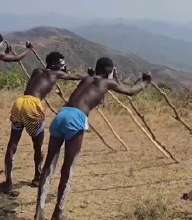 A traditional technique practiced by the young shepherds of the Banna tribe of Ethiopia.They walk on stilts to watch over their cattle among the tall grass, move through swampy areas, and protect themselves from snakes and predators like lions and leopards.Science and facts💡