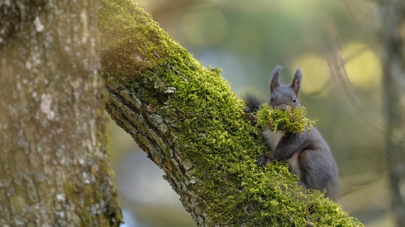 Twig by twig, she preparesA female Eurasian red squirrel carrying moss, Switzerland (© Jean-Luc and Francoise Ziegler/Minden Pictures)