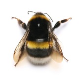 🐝Шершешняга 🐝