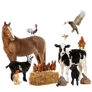Farğona (Oltiariq Quva) Veterinariya xizmati 🧑🏽‍⚕️.
