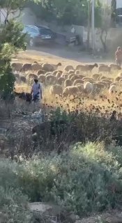 מתנחלים מתפרעים ומשחררים בעלי חיים סביב בתים בכפר יברוד, מזרחית לרמאללה.