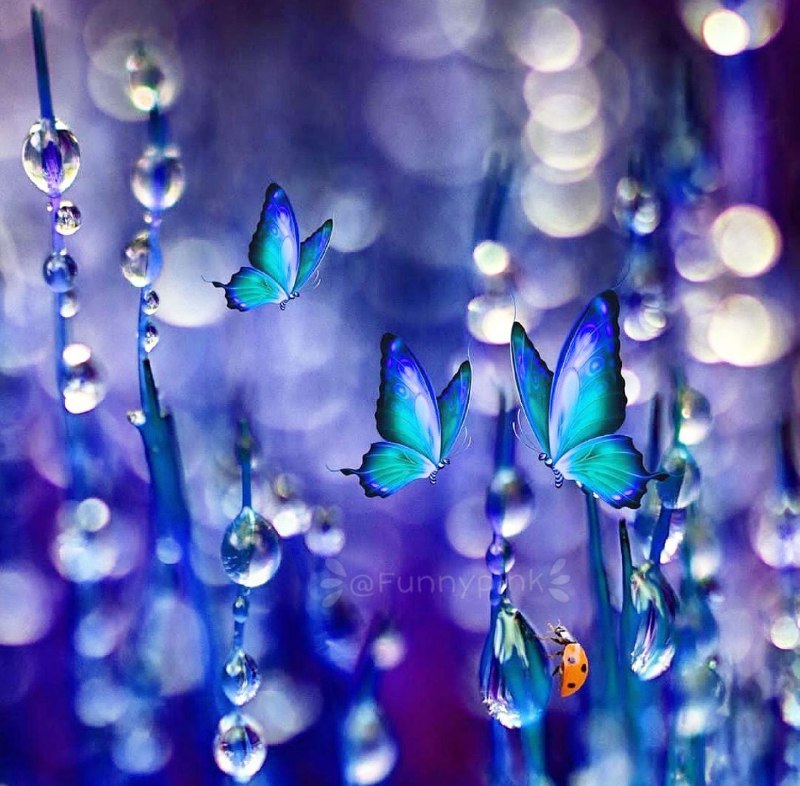 💔 سوزدل 💔: 🦋الهی🌟در انتهاے شب 🦋قلب مهربان🌟دوستانم 🌟را بہ تو مے سپارم🦋باشد ڪہ با یاد تو🌟بہ آرامش رسیده🦋و فارغ از دردها 🌟طلوع صبحے را