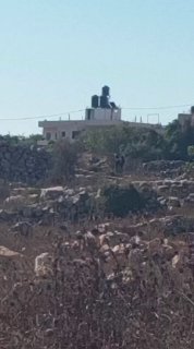 مستوطنون يرسلون مواشيهم إلى أراضي فلاحين بين سلواد ويبرود