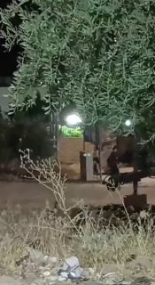 מקורות מקומיים: כוחות הכיבוש מסתערים על העיירה בית פוריק ממזרח לשכם.