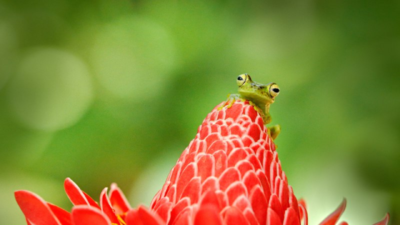 Hoppin' into National Frog MonthTree frog, Costa Rica (© Ondrej Prosicky/Shutterstock)