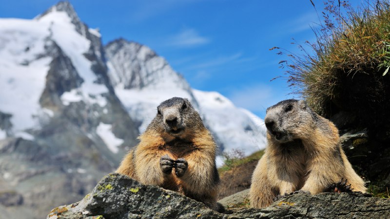A shadow's promiseAlpine marmots, Hohe Tauern National Park, Austria (© Raimund Linke/Getty Images)