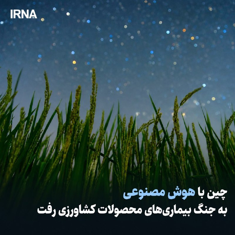 خبرگزاری ایرنا: 🔸چین با هوش مصنوعی به جنگ بیماریهای محصولات کشاورزی رفت🔹نشریه صبح جنوب چین نوشت: دانشمندان چینی با استفاده از هوش مصنوع