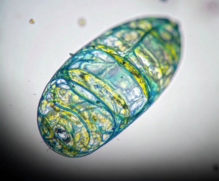 Recent findings indicate that mitochondria may offer a pathway to decelerate or potentially reverse aspects of biological aging.Long regarded as the energy generators within cells, mitochondria undergo a progressive deterioration whose causes have remained unclear. A significant study appearing in Nature Communications has now outlined a key process underlying this deterioration.Investigators at the Leibniz Institute on Aging in Germany determined that the gradual reduction of a membrane lipid known as phosphatidylcholine substantially restricts the adaptability of mitochondria.In the absence of this essential lipid, the cellular power centers become unable to merge and adjust effectively, resulting in energy shortages that hasten the bodily changes linked to growing older.Particularly promising is the demonstration that the mechanism can be modified. When aging C. elegans nematodes and challenged human cell cultures received phosphatidylcholine or its precursor choline, the researchers observed a notable recovery of youthful mitochondrial form and performance.Although experts emphasize that no single daily supplement will immediately restore youthfulness in people, the capacity to safeguard and rejuvenate these microscopic energy units marks an important advance in longevity science and supplies a clear objective for forthcoming treatments aimed at postponing age-related illnesses.[Poliezhaieva, Tetiana, et al. “Aging-Associated Decline of Phosphatidylcholine Synthesis Is a Malleable Trigger of Natural Mitochondrial Aging.” Nature Communications 17 (2026): 3589. DOI: 10.1038/s41467-026-71508-7]Science and facts💡