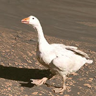 Telegram profile photo for Центральное Болото