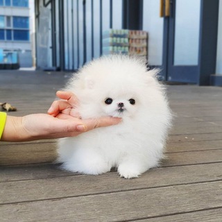 Puppies for rehomeing in USA#Delaware#Florida#Georgia#Hawaii#Idaho# Telegram Group Link