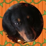 𝆥T𝚒𝚜𝚑𝚘𝚔 DW|🎃