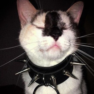Токсоплазмо:З Telegram channel profile photo