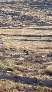 רשת חדשות ירושלים