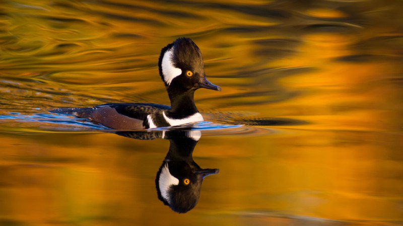 Fall's feathered headlinerMale hooded merganser, Oregon (© Eric Vogt/TANDEM Stills + Motion)