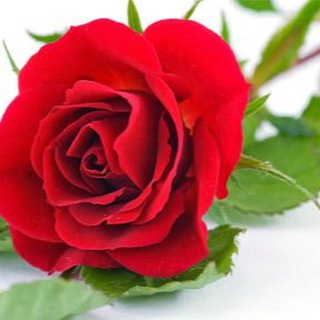اسر منتجه
