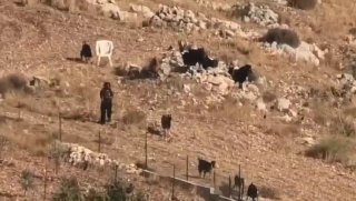 مستوطنون يرعون أغناماً في أراضي قرية برقا