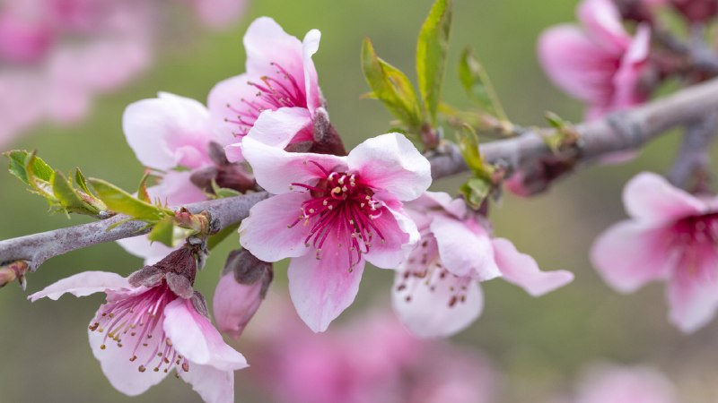 Bloom boomPink apple blossoms, Avila Beach, California (© Mimi Ditchie Photography/Getty Images)