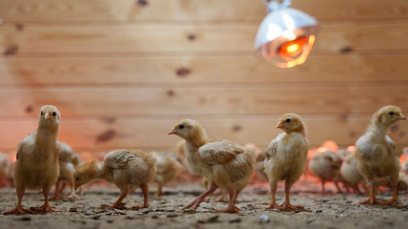 A shipment of thousands of chicks was abandoned in a USPS truck for days. Now a Delaware animal shelter is struggling to care for…