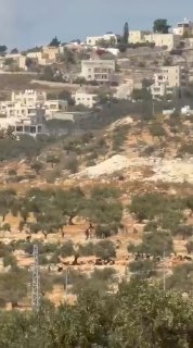 Settler militias attack the olive pickers in Al-Taiba village, east of Ramallah