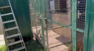 Обезьяна напала на пенсионерку в Адыгее после того, как та попыталась охладить её водой в 30-градусную жару.По данным Mash, яванские макаки в таких ситуациях проявляют агрессию. Они реагируют на стресс, ограничение пространства и частый контакт с человеком
