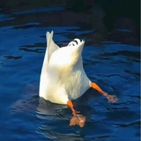 оно реально крякает