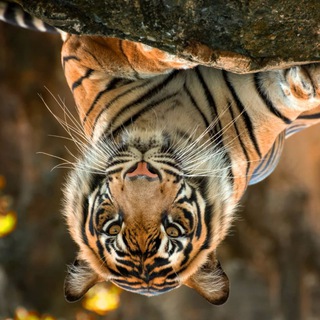 old SucioS Telegram Group Link