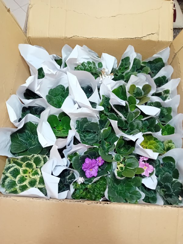 بنفشه آفریقایی آرمان: ۱۰۰ گیاهچه ۱۰۰ واریته در حراج تابستانه برای شهر تهران