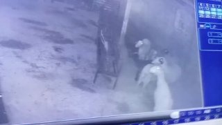 מתנחלים גונבים כבשים מאזור אלרחניה במסאפר יטא, דרומית לחברון.