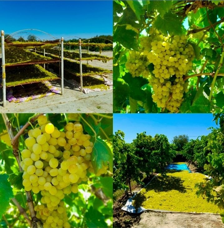 درگزخبر: 🍇فصل برداشت انگور بی دانه باغات نوخندان@Dargazkhabar