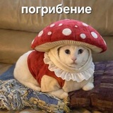 💥Под шляпой мухомора🥦