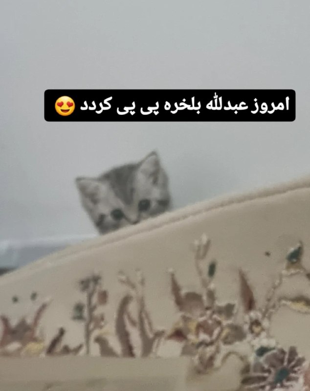 توییتی: 🔴 ای خدارو هزار مرتبه شکر؛ شکم عبدالله بالاخره کار کرد🥰نمیدونید چقدر نذر کرده بودم که@TweetyChannel | ir_javan