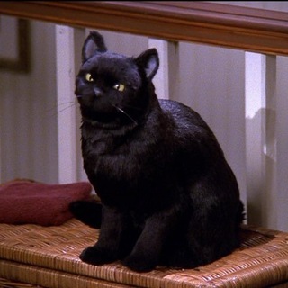 Salem_cat Telegram Group Link