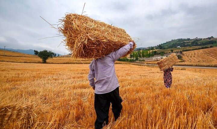 The payment of another 73.4 Hamats of the demands of the wheat farmers in Israel has begun
