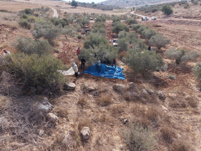 ניצן שפירא
