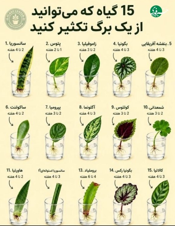 خبرفوری: ♦️۱۵ گیاه که میتوانید از یک برگ تکثیر کنید🌿🇮🇷 ✊ @AkhbareFori | Link