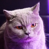 Котомодерн