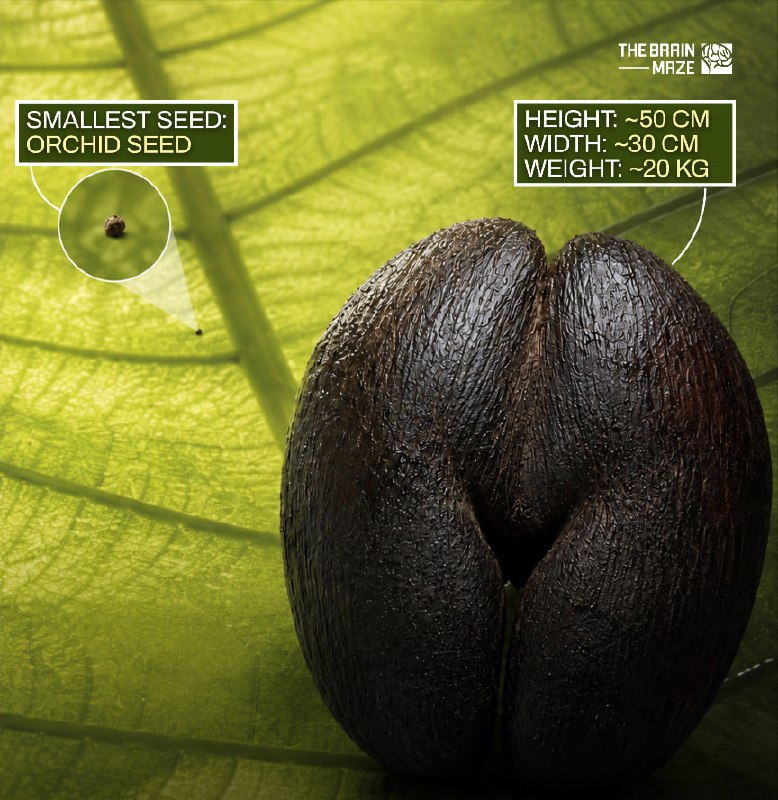 The Double Coconut, also known as Coco de Mer, produces the largest seed on Earth.