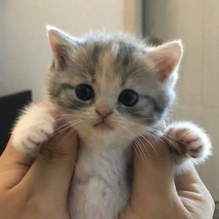 Telegram profile photo for сладкие пусечки