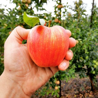 Садівництво по-українськи🍏🍎🍐🍊🍒
