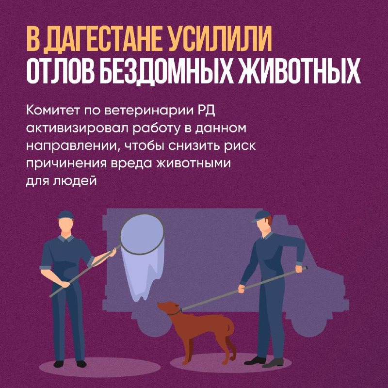 ✅ В Дагестане усилили меры по отлову безнадзорных животных, сообщает Комитет по ветеринарии республики. фото