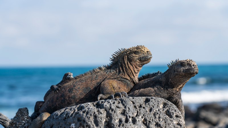Darwin's blueprintMarine iguanas, Galápagos Islands, Ecuador (© helovi/Getty Images)