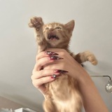 Дикий Гонхи 🦊