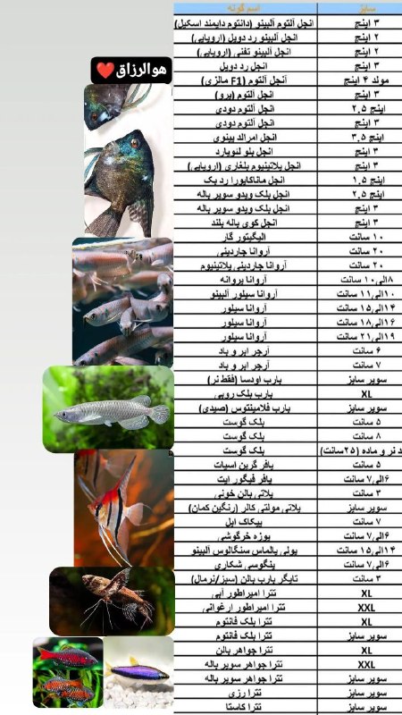 Aquatic ( مجموعه آکواتیک ): (هوالرزاق)با عرض سلام وقت بخیر خدمت همراهان گرامی ❤️به لطف خداوند مراحل قرنطینه بار جدید با موفقیت گذرانده شد و آماده ار