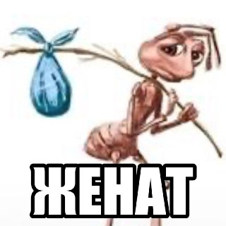 Феминистки победили. Правда, в муравьином мире — японские учёные нашли уникальный вид. Больше инфы — в нашем MAX.