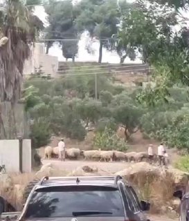 مستوطنون يطلقون الماشية في شوارع سنجل شمال رام الله