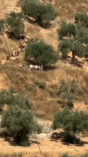 רשת חדשות ירושלים