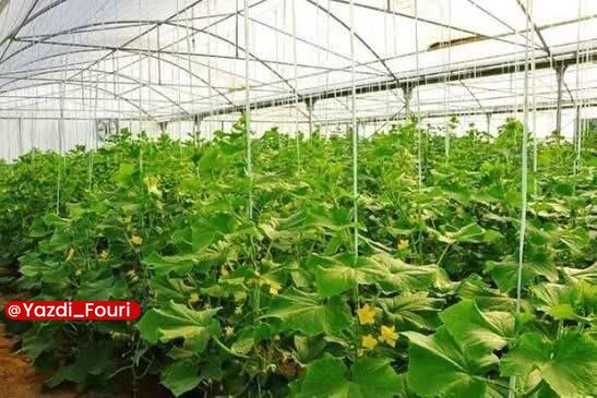 یزد فوری: آغاز طرح پایش شوری آب آبیاری و خاک در یزد🔹مدیر جهادکشاورزی شهرستان یزد از آغاز طرح پایش شوری آب آبیاری و خاک واحدهای گلخ