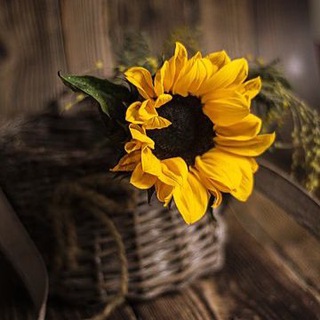 الرخصة المهنية | دراسات إسلامية ✨